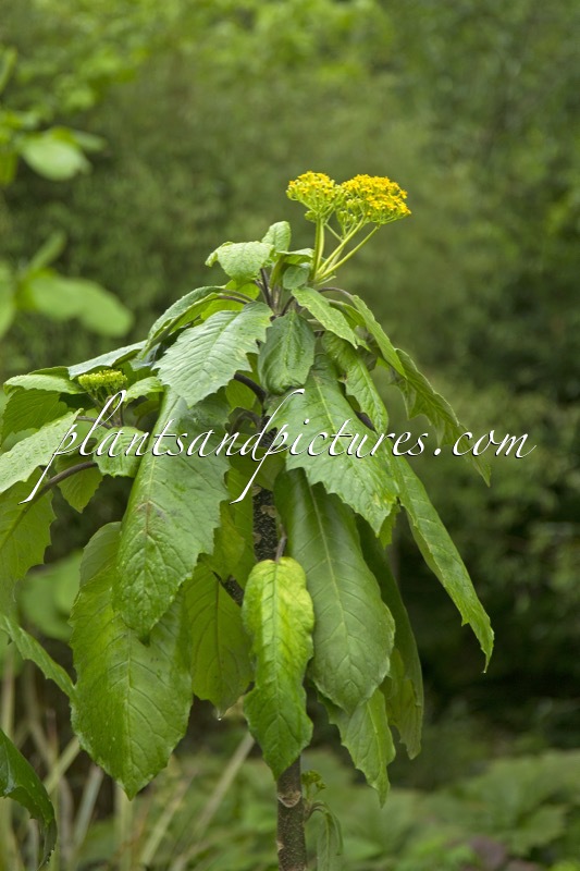 Telanthophora grandifolia