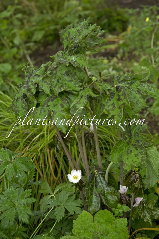 Sinopodophyllum hexandrum ‘Majus’