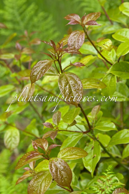 Nothaphoebe cavaleriei