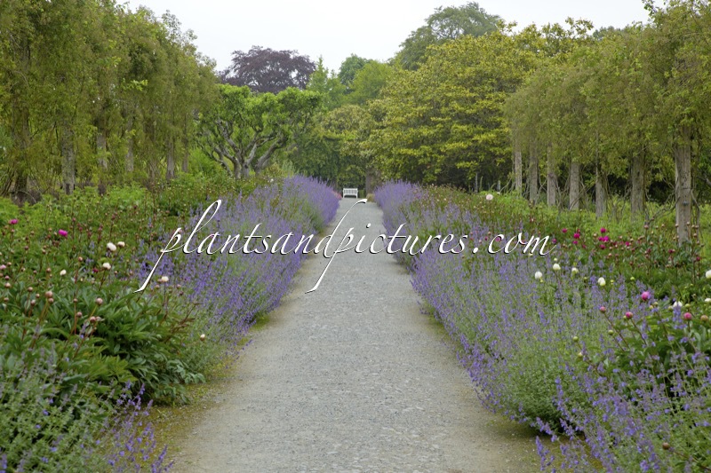 Nepeta ‘Six Hills Giant’