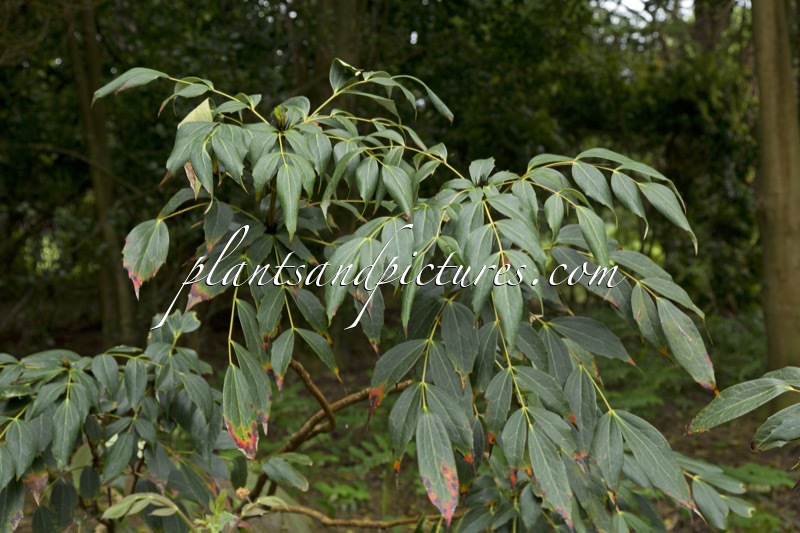 Mahonia gracilipes