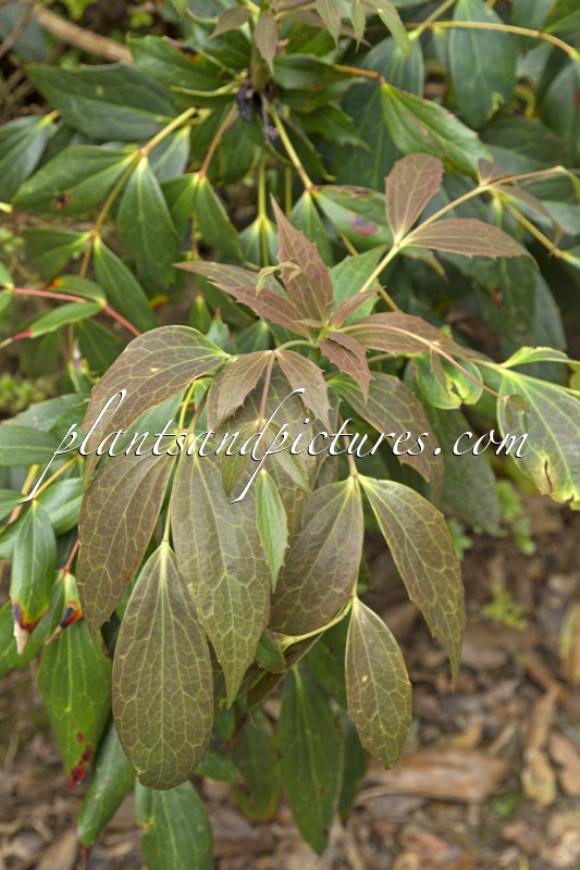 Mahonia gracilipes