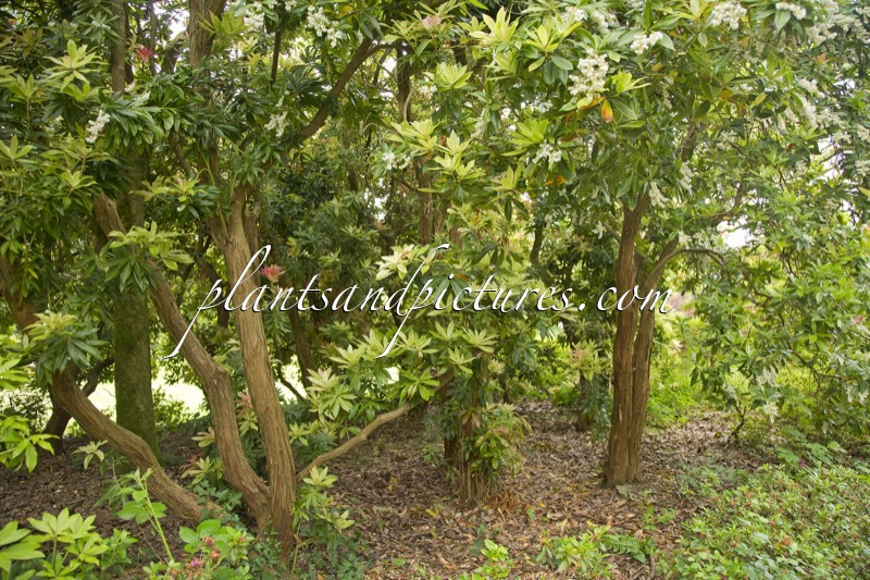 Pieris formosa var. forrestii