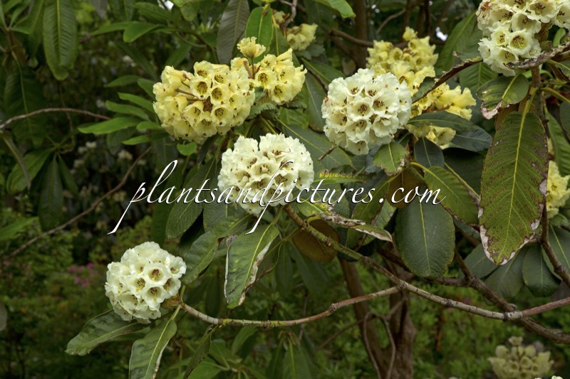 Rhododendron falconeri x Rhododendron macabeanum