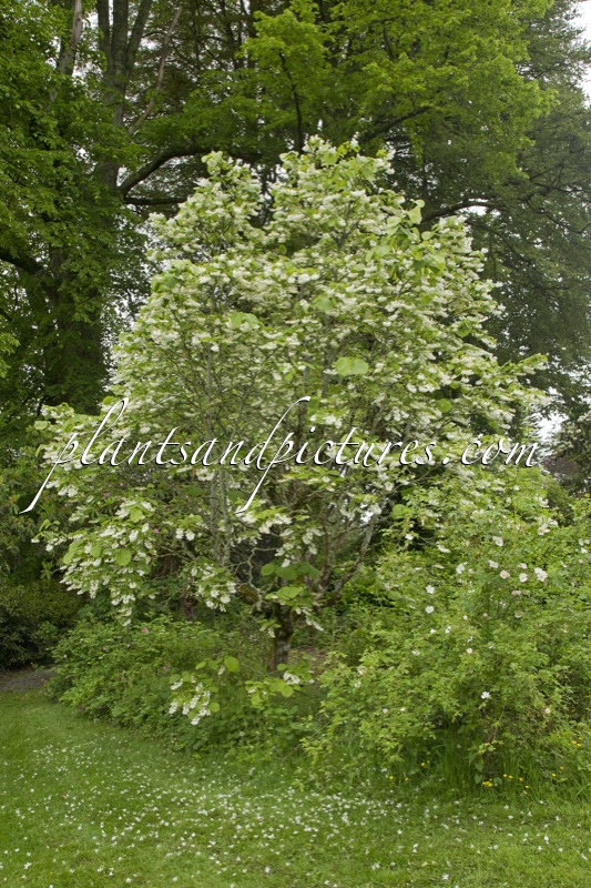 Styrax obassia
