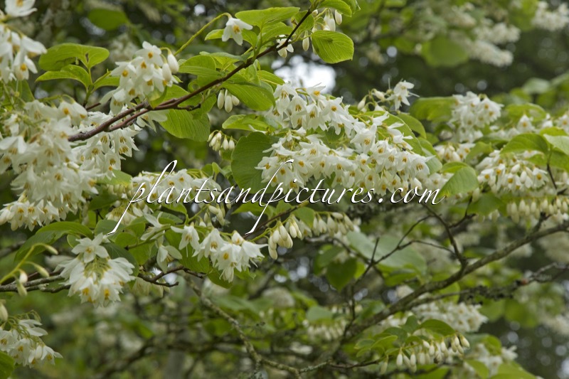 Styrax obassia