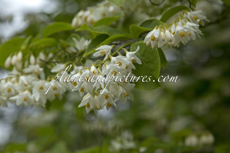 Styrax obassia