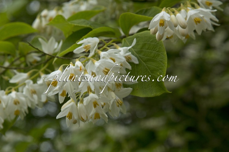 Styrax obassia