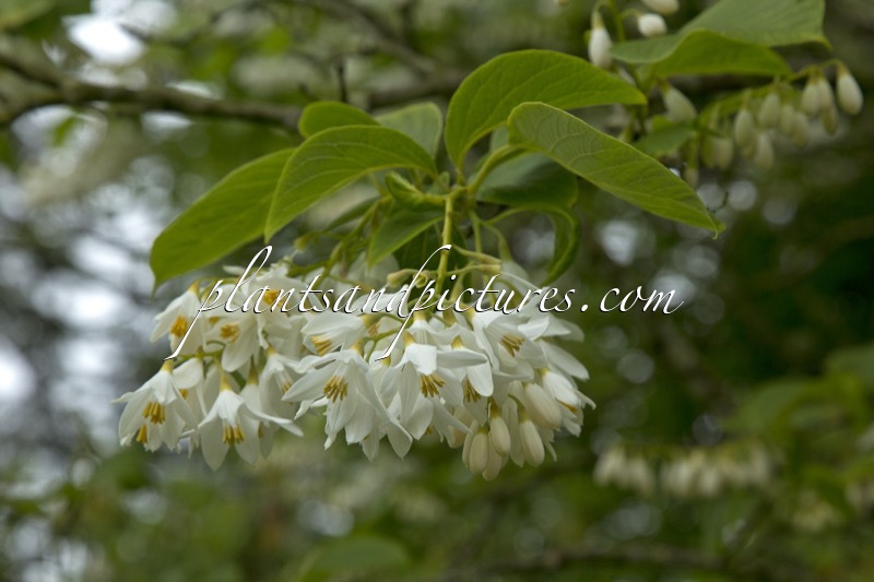 Styrax obassia