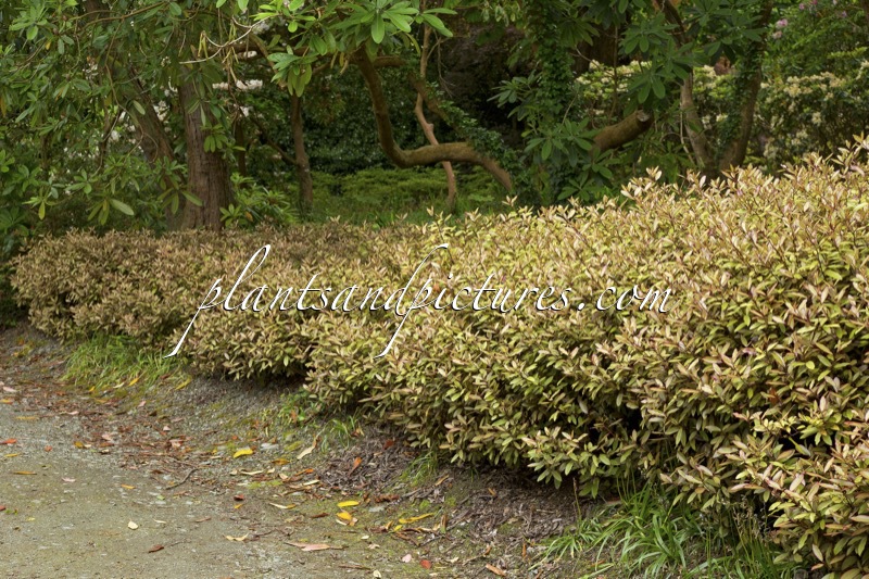 Pseudowintera colorata ‘Marjory Congreve’