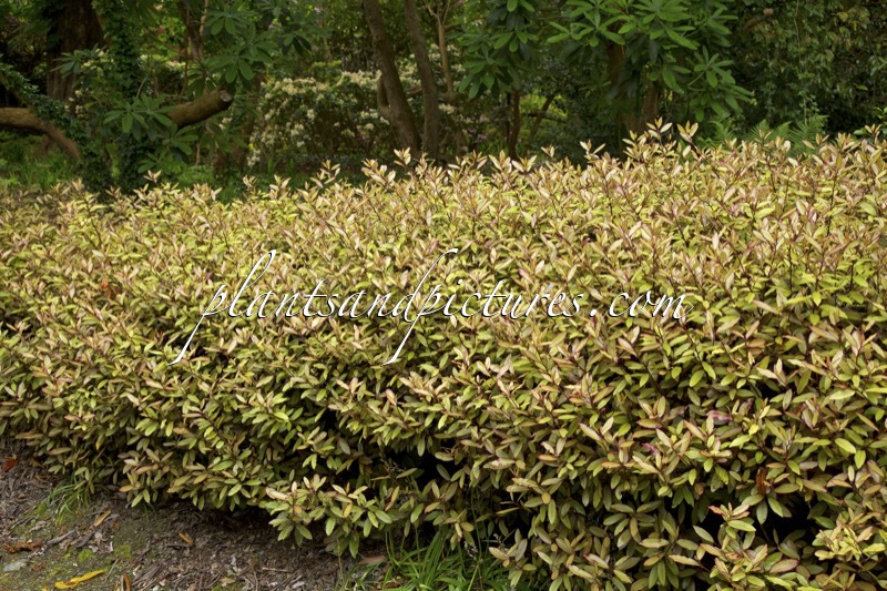 Pseudowintera colorata ‘Marjory Congreve’