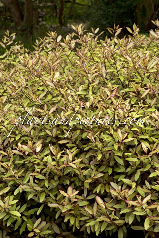 Pseudowintera colorata ‘Marjory Congreve’