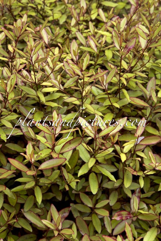 Pseudowintera colorata ‘Marjory Congreve’