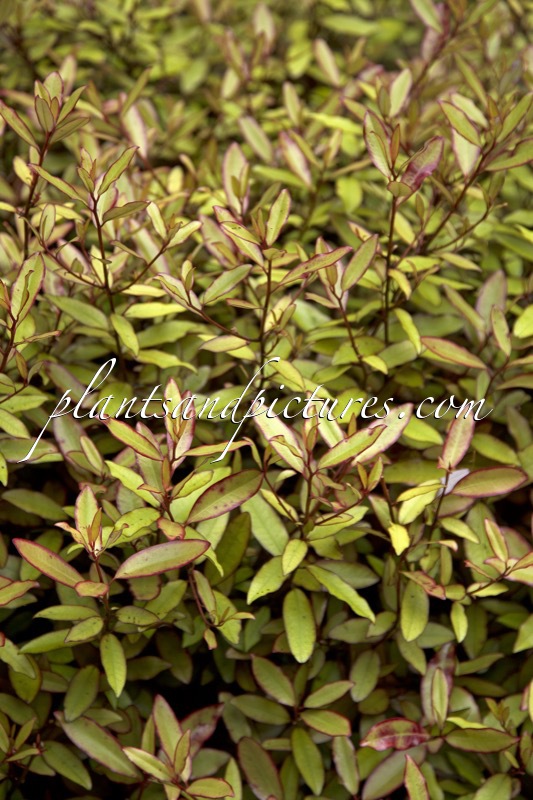 Pseudowintera colorata ‘Marjory Congreve’