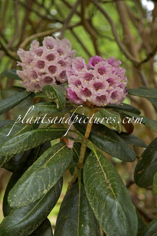 Rhododendron hodgsonii