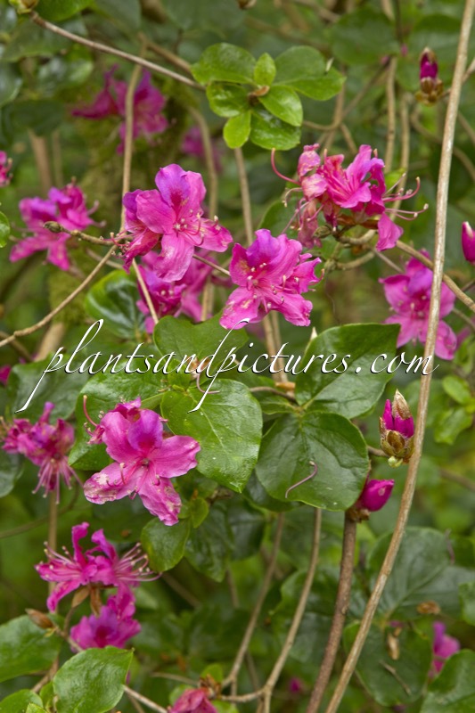 Rhododendron sanktum