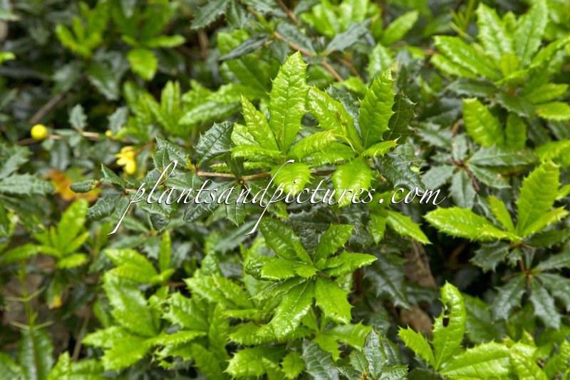 Berberis calliantha