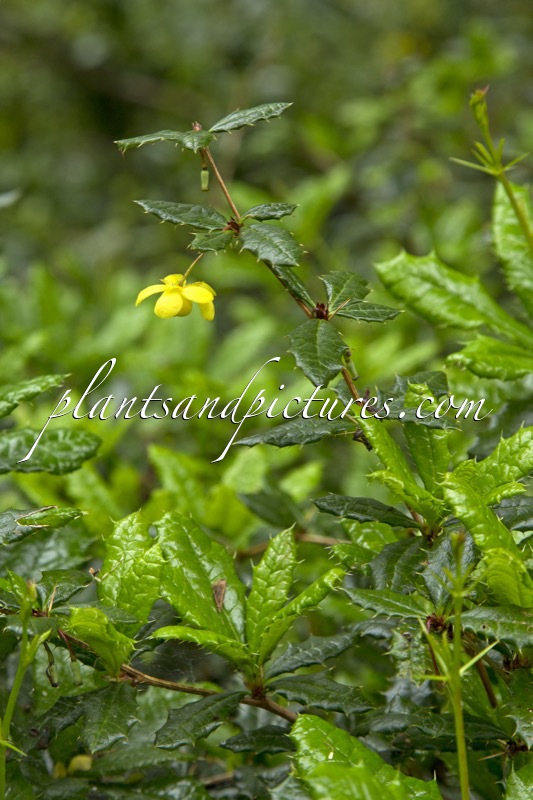 Berberis calliantha