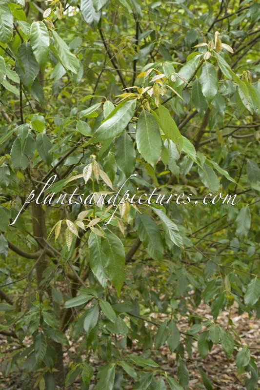 Quercus argyrotricha