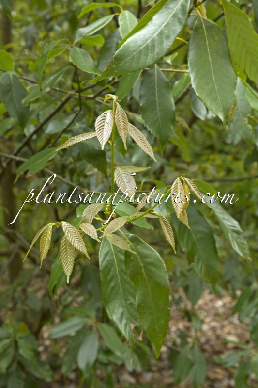 Quercus argyrotricha