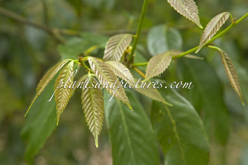 Quercus argyrotricha