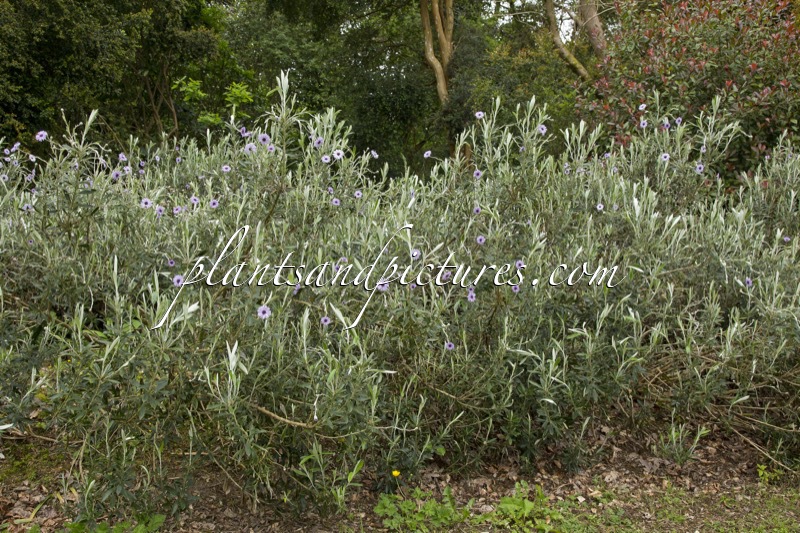 Olearia ‘Henry Travers’