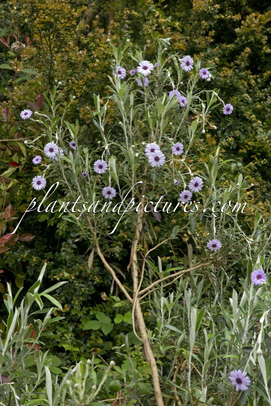Olearia ‘Henry Travers’