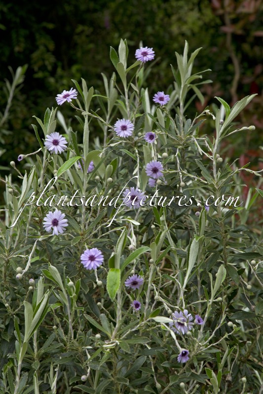 Olearia ‘Henry Travers’