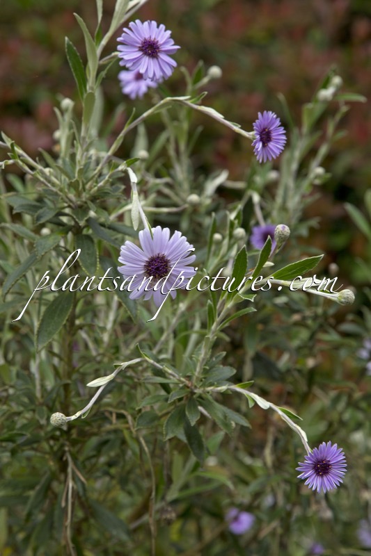 Olearia ‘Henry Travers’