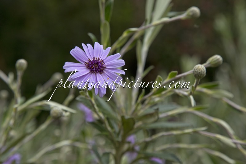 Olearia ‘Henry Travers’