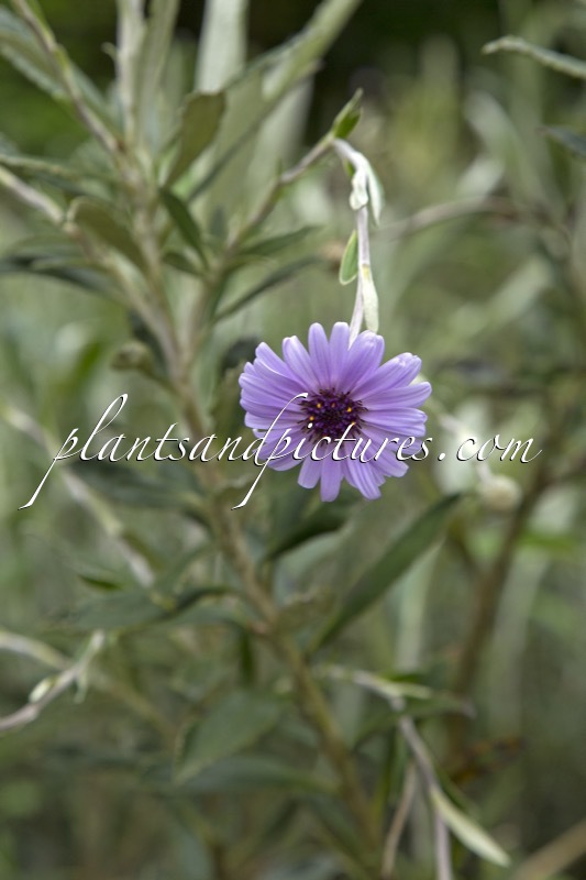 Olearia ‘Henry Travers’