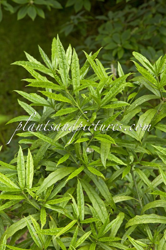 Aucuba chinensis var. angusta