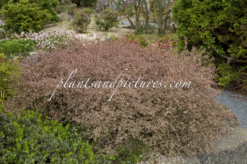 Lophomyrtus ralphii ‘Little Star’