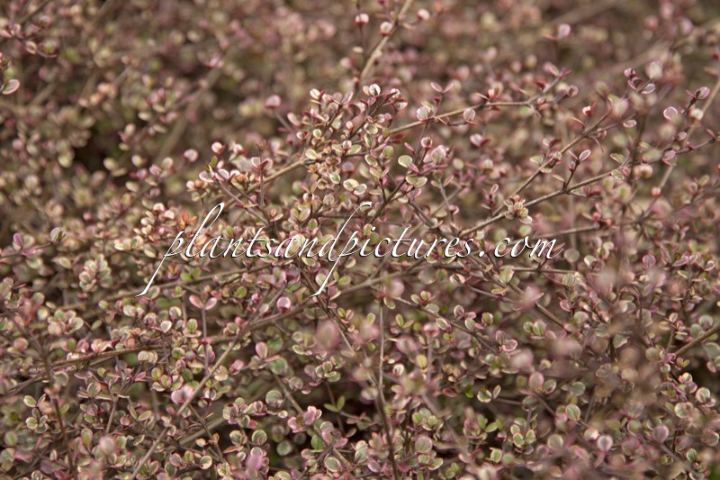 Lophomyrtus ralphii ‘Little Star’