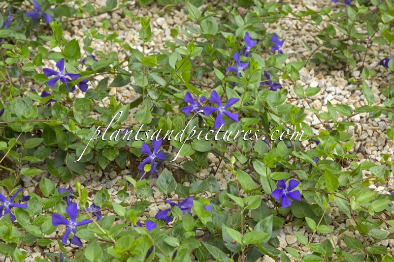 Vinca major ‘Caucasian Blue’