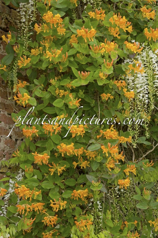 Lonicera tellmanniana