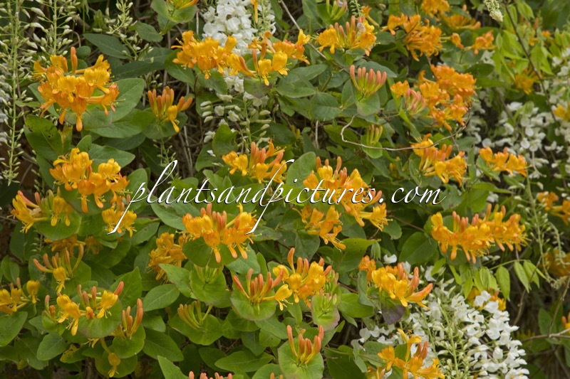 Lonicera tellmanniana