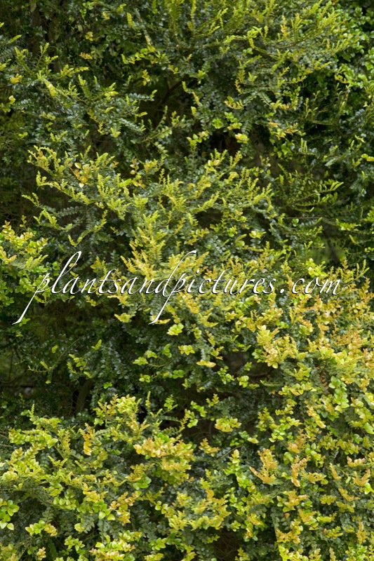 Nothofagus cunninghamii