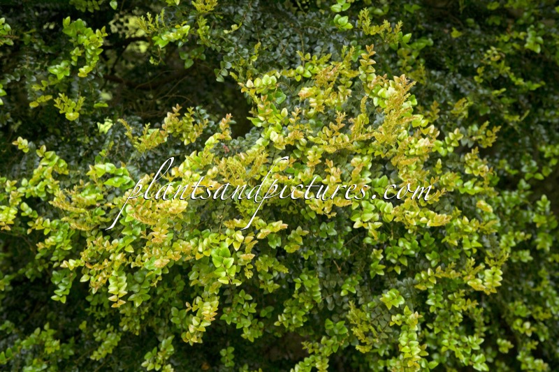 Nothofagus cunninghamii