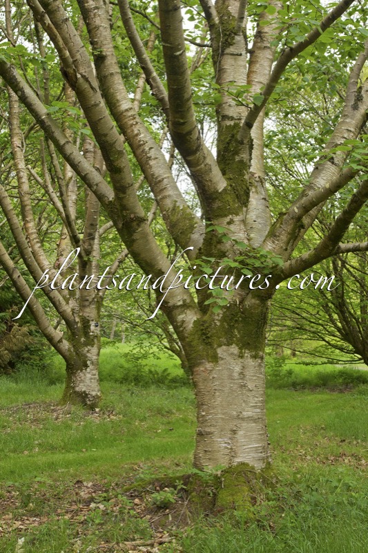 Betula maximowicziana