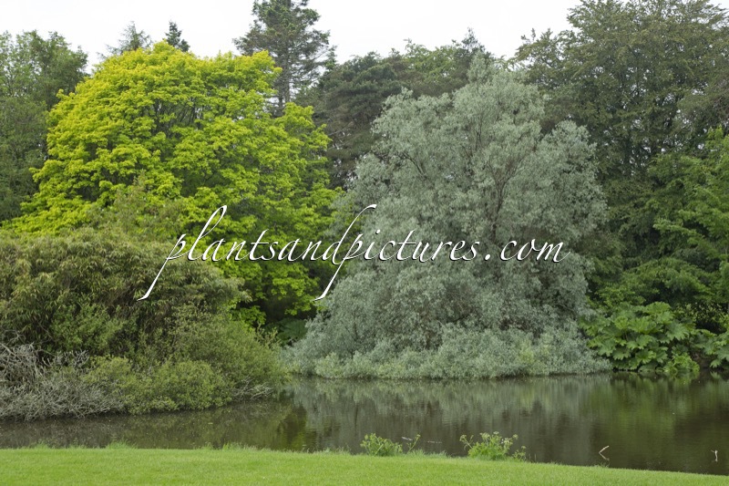 Salix alba ‘Sericea’ (+Acer pseudoplatanus ‘Worley’)