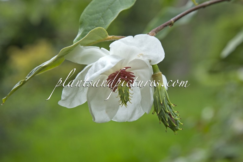Magnolia wilsonii