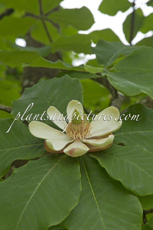 Magnolia obovata