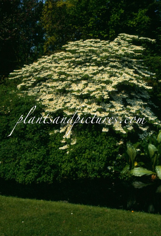 Viburnum plicatum ‘Lanarth’