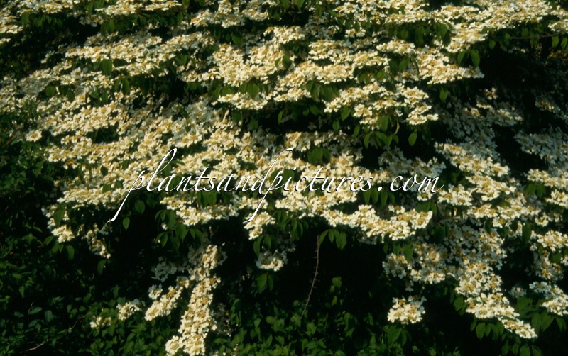Viburnum plicatum ‘Lanarth’