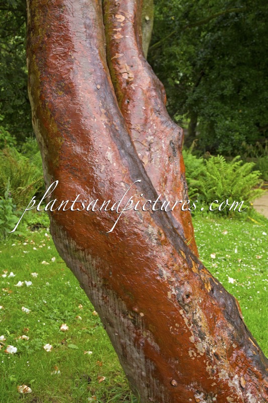 Rhododendron griffithianum