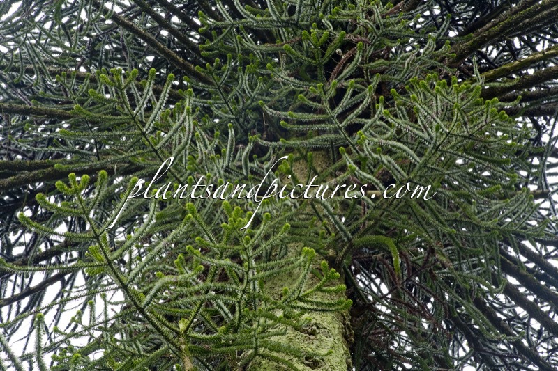 Araucaria araucana