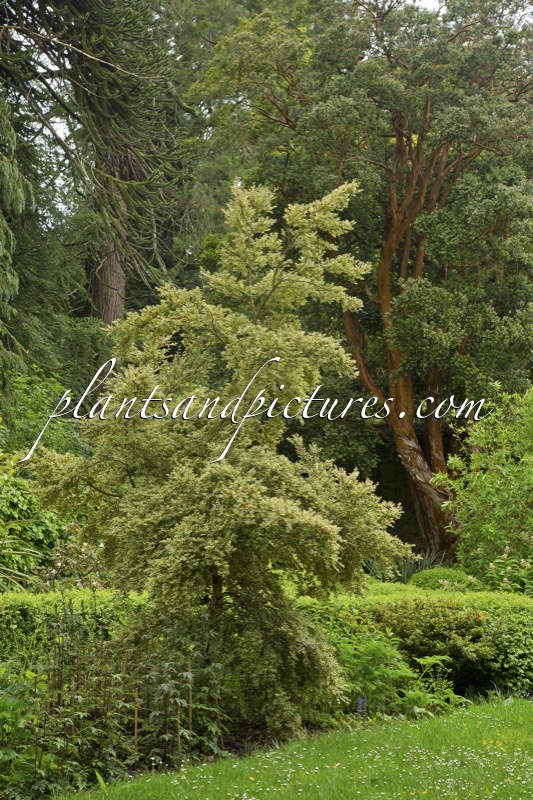 Luma apiculata ‘Glanleam Gold’