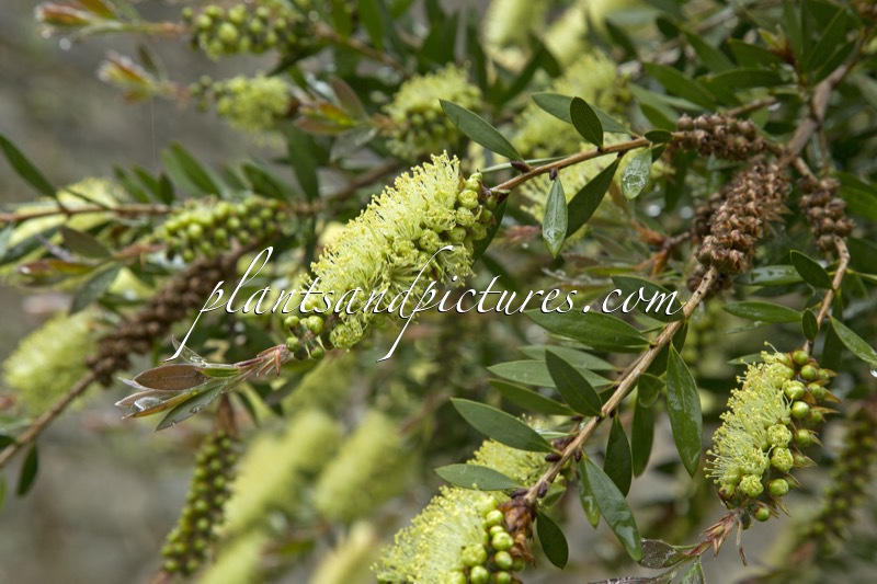 Callistemon salignus
