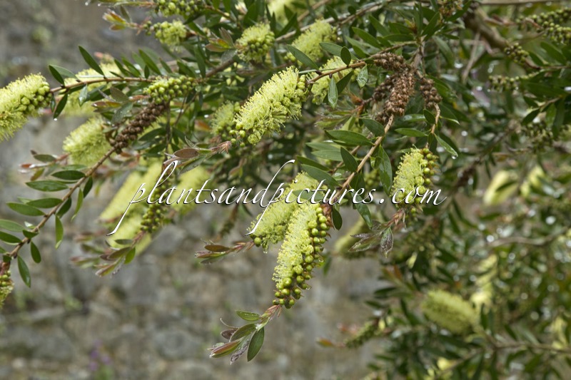 Callistemon salignus
